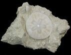 Fossil Sand Dollar (Scutella) - France #41367-2